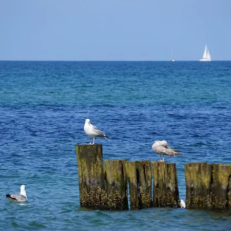 Hébergement de vacances Fh Wildrose 2 Ostseebad Kühlungsborn